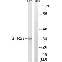 Western blot analysis of extracts from HT-29 cells, using SFRS7 antibody. Western blot analysis of extracts from HT-29 cells, using SFRS7 antibody.