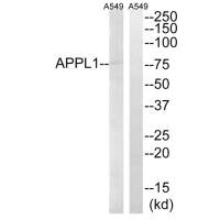 Western blot analysis of extracts from A549 cells, using APPL1 antibody. Western blot analysis of extracts from A549 cells, using APPL1 antibody.