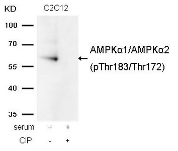 Western blot analysis of extracts from C2C12 cells, treated with serum or calf intestinal phosphatase (CIP), using AMPKalpha1/AMPKalpha2(Phospho-Thr174/Thr172) Antibody.