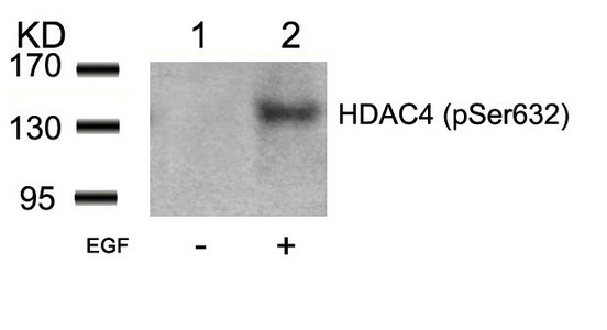 Western blot analysis of extracts from 293 cells untreated(lane 1) or treated with EGF(lane 2) using HDAC4(Phospho-Ser632) Antibody. Western blot analysis of extracts from 293 cells untreated(lane 1) or treated with EGF(lane 2) using HDAC4(Phospho-Ser632) Antibody.