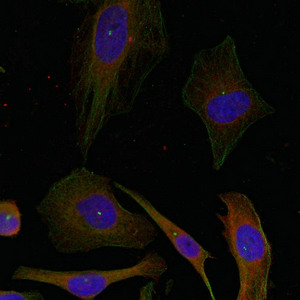 Immunofluorescence staining of methanol-fixed Hela cells using GAP43(Ab-41) Antibody.