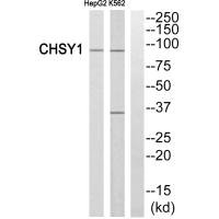 Western blot analysis of extracts from HepG2 cells and K562 cells, using CHSY1 antibody. Western blot analysis of extracts from HepG2 cells and K562 cells, using CHSY1 antibody.