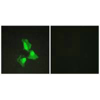 Immunofluorescence analysis of HepG2 cells, using TNAP3 antibody.
