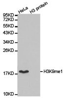 Western blot analysis of extracts of HeLa cell line and H3 protein expressed in E.coli., using H3K9me1 antibody. Western blot analysis of extracts of HeLa cell line and H3 protein expressed in E.coli., using H3K9me1 antibody.