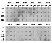 Dot-blot analysis of all sorts of methylation peptides using H3K9me1 antibody.