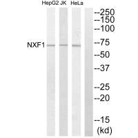Western blot analysis of extracts from HepG2 cells, Jurkat cells and HeLa cells, using NXF1 antibody. Western blot analysis of extracts from HepG2 cells, Jurkat cells and HeLa cells, using NXF1 antibody.