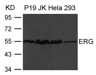 Western blot analysis of extract from P19, JK, Hela and 293 cells using ERG Antibody