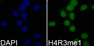 Immunofluorescence analysis of 293T cell using H4R3me1 antibody. Blue: DAPI for nuclear staining.