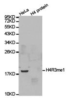 Western blot analysis of extracts of HeLa cell line and H4 protein expressed in E.coli., using H4R3me1 antibody. Western blot analysis of extracts of HeLa cell line and H4 protein expressed in E.coli., using H4R3me1 antibody.