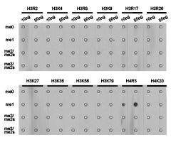 Dot-blot analysis of all sorts of methylation peptidesusing H4R3me1 antibody.