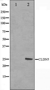 Western blot analysis on A549 cell lysate using Claudin 5 Antibody Western blot analysis on A549 cell lysate using Claudin 5 Antibody