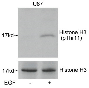 Western blot analysis of extracts from U87 cells untreated or treated with EGF using Histone H3(Phospho-Thr11) Antibody. Western blot analysis of extracts from U87 cells untreated or treated with EGF using Histone H3(Phospho-Thr11) Antibody.