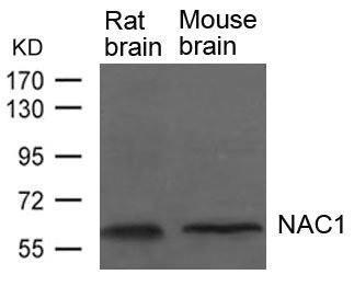 Western blot analysis of extracts from Rat and Mouse brain tissue using NAC1 Antibody. Western blot analysis of extracts from Rat and Mouse brain tissue using NAC1 Antibody.