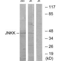 Western blot analysis of extracts from Jurkat cells and 293 cells, using JNKK antibody. Western blot analysis of extracts from Jurkat cells and 293 cells, using JNKK antibody.