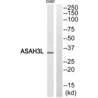 Western blot analysis of extracts from COS7 cells, using ASAH3L antibody. Western blot analysis of extracts from COS7 cells, using ASAH3L antibody.