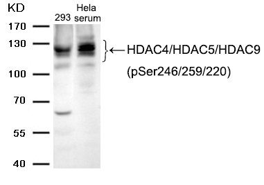 Western blot analysis of extracts from 293 cells and Hela cells treated with serum using HDAC4/HDAC5/HDAC9 (phospho-Ser246/259/220) Antibody.