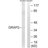 Western blot analysis of extracts from HuvEc cells, using GRAP2 antibody. Western blot analysis of extracts from HuvEc cells, using GRAP2 antibody.