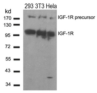 Western blot analysis of extracts from 293,3T3 and Hela cells using IGF-1R(Ab-1280) Antibody. Western blot analysis of extracts from 293,3T3 and Hela cells using IGF-1R(Ab-1280) Antibody.