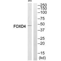 Western blot analysis of extracts from NIH-3T3 cells, using FOXD4 antibody. Western blot analysis of extracts from NIH-3T3 cells, using FOXD4 antibody.