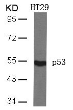 Western blot analysis of extracts from HT29 cells using p53(Ab-46) Antibody. Western blot analysis of extracts from HT29 cells using p53(Ab-46) Antibody.