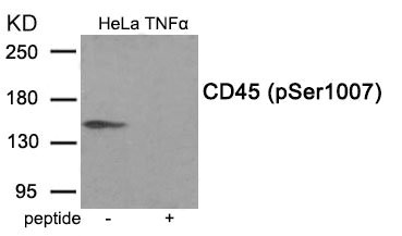 CSB-PA446974