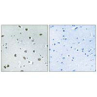 Immunohistochemistry analysis of paraffin-embedded human brain tissue using NXPH4 antibody.