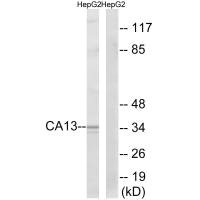 Western blot analysis of extracts from HepG2 cells, using CA13 antibody. Western blot analysis of extracts from HepG2 cells, using CA13 antibody.
