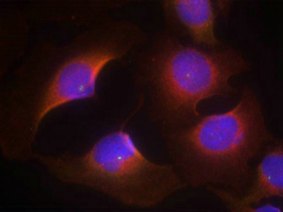 Immunofluorescence staining of methanol-fixed Hela cells using CDK6(phospho-Tyr13) Antibody.