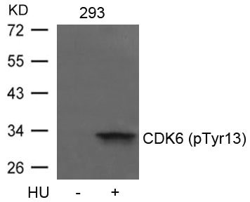 Western blot analysis of extracts from 293 cells untreated or treated with HU using CDK6(phospho-Tyr13) Antibody. Western blot analysis of extracts from 293 cells untreated or treated with HU using CDK6(phospho-Tyr13) Antibody.
