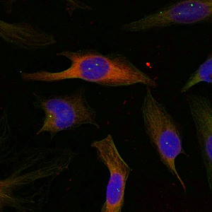 Immunofluorescence staining of methanol-fixed Hela cells using MAPKAPK-2(Ab-334) Antibody.