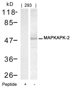 Western blot analysis of extracts from 293 cells using MAPKAPK-2(Ab-334) Antibody and the same antibody preincubated with blocking peptide. Western blot analysis of extracts from 293 cells using MAPKAPK-2(Ab-334) Antibody and the same antibody preincubated with blocking peptide.
