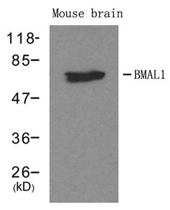 Western blot analysis of extracts from mouse brain tissue using BMAL1 antibody. Western blot analysis of extracts from mouse brain tissue using BMAL1 antibody.