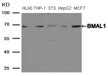 Western blot analysis of extracts from HL60,THP-1