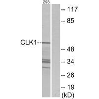 Western blot analysis of extracts from 293 cells, using CLK1 antibody. Western blot analysis of extracts from 293 cells, using CLK1 antibody.