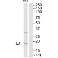 Western blot analysis of extracts from HeLa cells, using IL4 antibody. Western blot analysis of extracts from HeLa cells, using IL4 antibody.