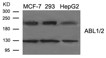 Western blot analysis of extract from MCF-7, 293, HepG2 cells using ABL1/2 (Ab-393/439) Antibody. Western blot analysis of extract from MCF-7, 293, HepG2 cells using ABL1/2 (Ab-393/439) Antibody.