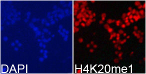 Immunofluorescence analysis of 293T cell usingH4K20me1 antibody. Blue: DAPI for nuclear staining.