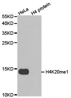 Western blot analysis of extracts of HeLa cell line and H4 protein expressed in E.coli., using H4K20me1 antibody. Western blot analysis of extracts of HeLa cell line and H4 protein expressed in E.coli., using H4K20me1 antibody.