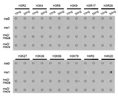 Dot-blot analysis of all sorts of methylation peptidesusing H4K20me1 antibody.
