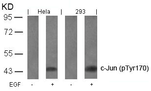 Western blot analysis of extracts from Hela and 293 cells untreated or treated with EGF using c-Jun(Phospho-Tyr170) Antibody. Western blot analysis of extracts from Hela and 293 cells untreated or treated with EGF using c-Jun(Phospho-Tyr170) Antibody.