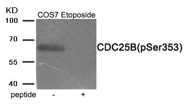 Western blot analysis of extracts from COS7 cells treated with Etoposide using Phospho-CDC25B (Ser353) antibody.The lane on the right is treated with the antigen-specific peptide.