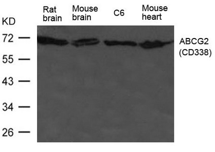 Western blot analysis of extract from HL-60 cells using ABCG2(CD338) Antibody Western blot analysis of extract from HL-60 cells using ABCG2(CD338) Antibody