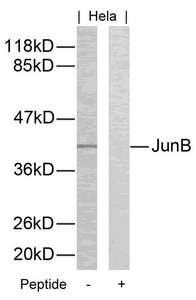 Western blot analysis of extracts from Hela cells using JunB(Ab-259) Antibody and the same antibody preincubated with blocking peptide. Western blot analysis of extracts from Hela cells using JunB(Ab-259) Antibody and the same antibody preincubated with blocking peptide.