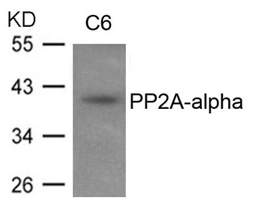 Western blot analysis of extracts from C6 cells using PP2A-alpha antibody. Western blot analysis of extracts from C6 cells using PP2A-alpha antibody.