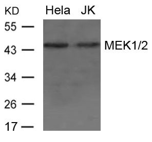 Western blot analysis of extract from Hela and JK cells using MEK1/2 Antibody