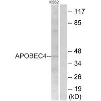 Western blot analysis of extracts from K562 cells, using APOBEC4 antibody. Western blot analysis of extracts from K562 cells, using APOBEC4 antibody.