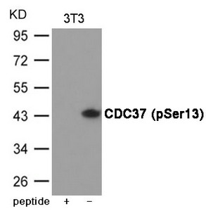 Western blot analysis of extracts from 3T3 cells using CDC37 (Phospho-Ser13) Antibody.The lane on the left is treated with the antigen-specific peptide. Western blot analysis of extracts from 3T3 cells using CDC37 (Phospho-Ser13) Antibody.The lane on the left is treated with the antigen-specific peptide.