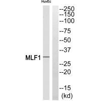 Western blot analysis of extracts from HUVEC cells, using MLF1 antibody. Western blot analysis of extracts from HUVEC cells, using MLF1 antibody.