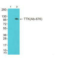 Western blot analysis of extracts from colo cells (Lane 2), using TTK (Ab-676) antiobdy. The lane on the left is treated with synthesized peptide.