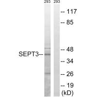 Western blot analysis of extracts from 293 cells, using SEPT3 antibody. Western blot analysis of extracts from 293 cells, using SEPT3 antibody.